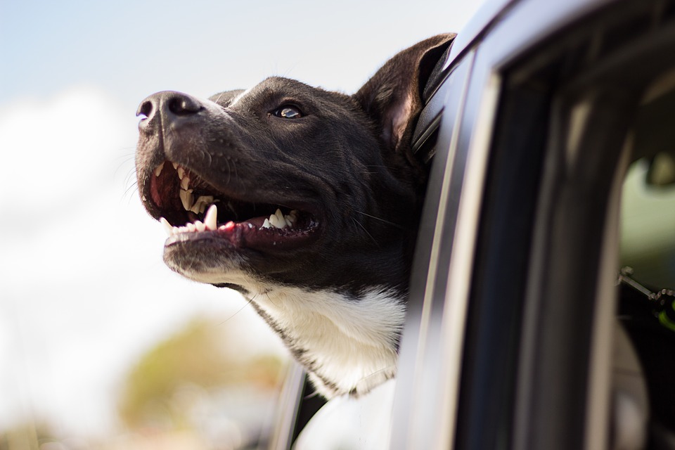 The Dangers of Leaving your Dog Inside the Car