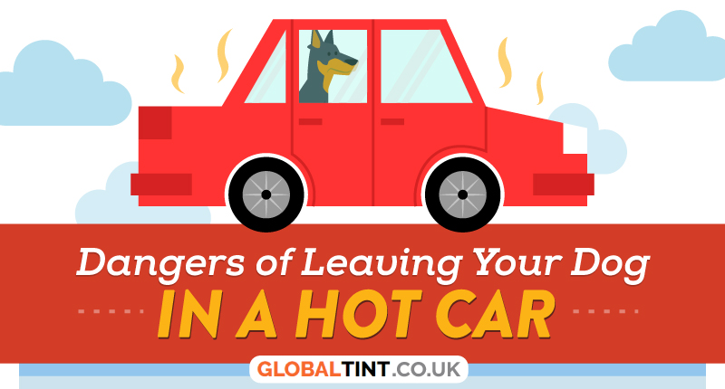 Dangers of Leaving Your Dog In A Hot Car