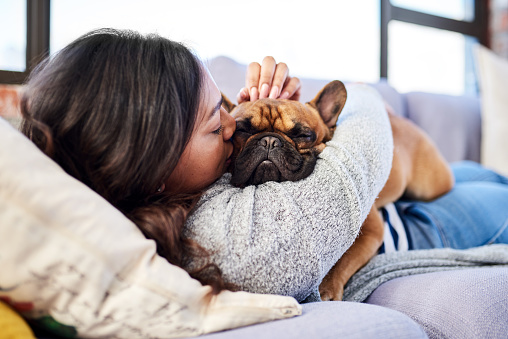 Pet Safety Features That You Can Add to Your Home