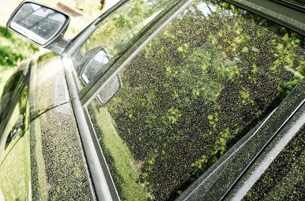 How to Maintain Your Car Window Tint During Pollen Season