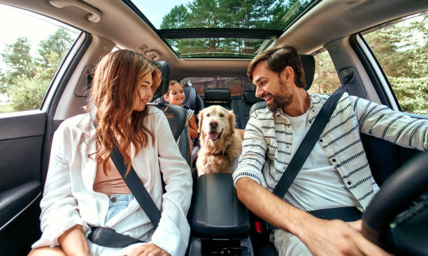 Why Kids and Pets Feel the Heat First—And How Car Window Tints Help